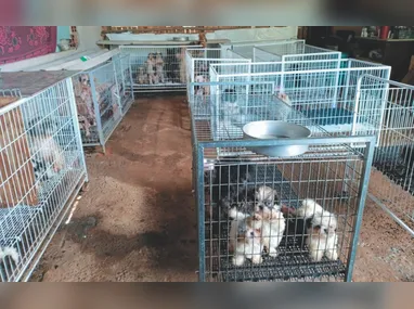 Postagem indica busca da família