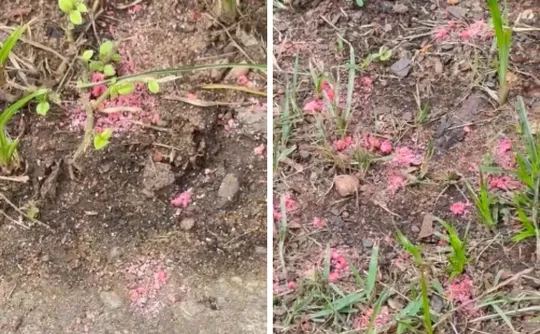 Imagem ilustrativa da imagem Polícia investiga origem de veneno para caramujo aplicado na Mata da Praia