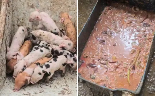 Imagem ilustrativa da imagem Suínos são resgatados em situação de maus-tratos em garagem de casa em Vila Velha