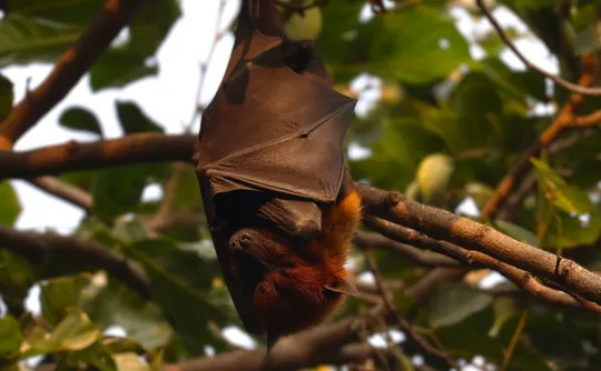 Imagem ilustrativa da imagem Surto do vírus Nipah na Índia pode chegar ao Brasil?