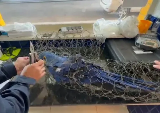 Imagem ilustrativa da imagem Arara-azul amarrada em arame é encontrada em porta-malas e morre no Piauí