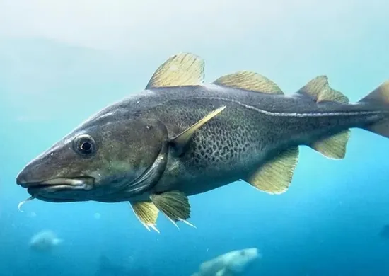 Imagem ilustrativa da imagem Bacalhau é um peixe? Entenda a origem do prato favorito da Páscoa