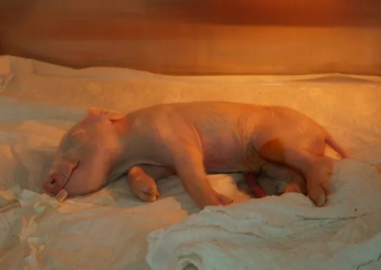 Imagem ilustrativa da imagem Brasileiros clonam 1º porco em projeto para transplante de órgãos suínos em humanos