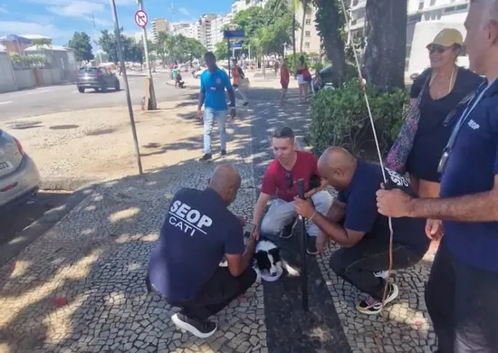 Imagem ilustrativa da imagem Cadela é resgatada após passar três dias presa em carro em Copacabana