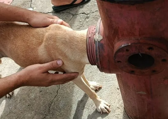 Imagem ilustrativa da imagem Cadela é resgatada pelos Bombeiros após ficar com a cabeça presa em hidrante no ES