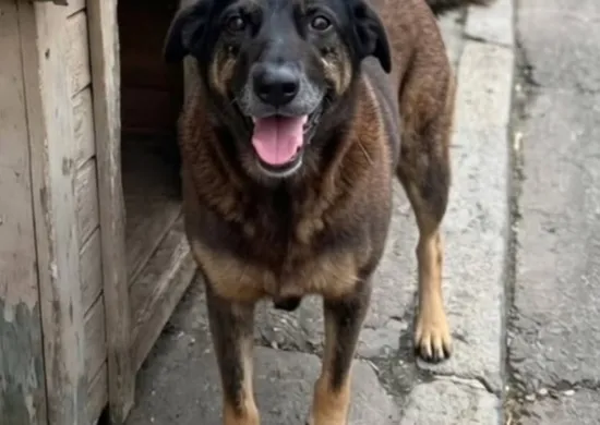 Imagem ilustrativa da imagem Cão Orelha: Pai de adolescente diz que se houver prova, filho tem que responder