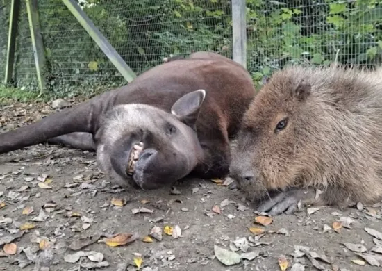 Imagem ilustrativa da imagem Capivara e anta brasileira, amigas, são sacrificadas em zoo na Inglaterra