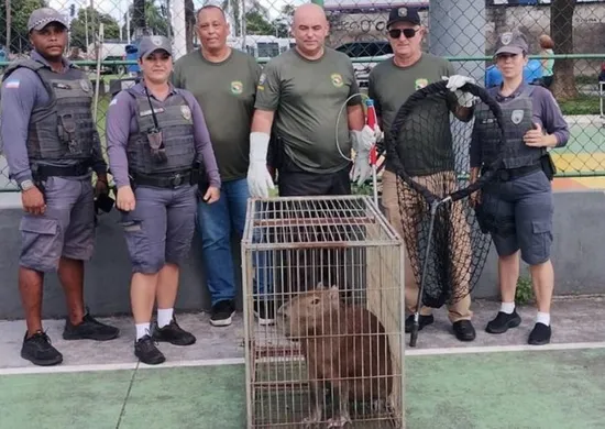 Imagem ilustrativa da imagem Capivara é resgatada em praça do bairro André Carloni, na Serra