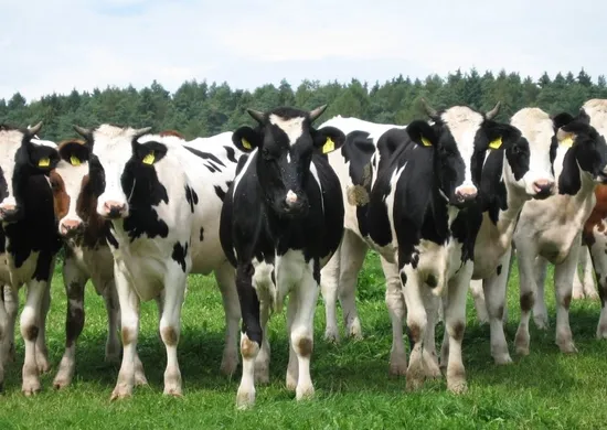 Imagem ilustrativa da imagem China confirma surtos de febre aftosa em 219 animais no país