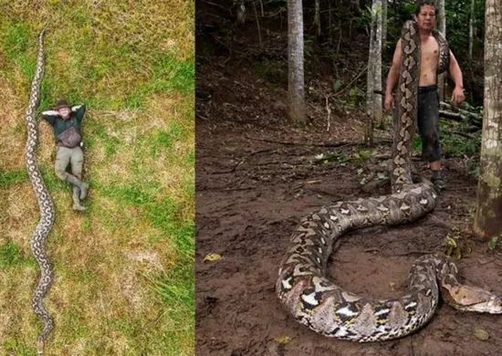 Imagem ilustrativa da imagem Cobra de 7,22 metros entra para o Guinness como a maior já medida