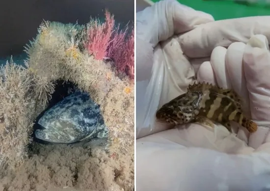 Imagem ilustrativa da imagem Conceição da Barra oficializa peixe mero como símbolo municipal