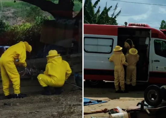 Imagem ilustrativa da imagem Crianças e animais são atacados por enxame de abelhas no Norte do ES