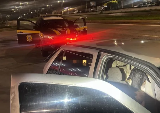 Imagem ilustrativa da imagem Dezoito bodes são empilhados em carro na BR-104; sete morrem sufocados