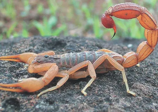 Imagem ilustrativa da imagem ES já registrou mais de 1.000 acidentes com escorpião em 2026