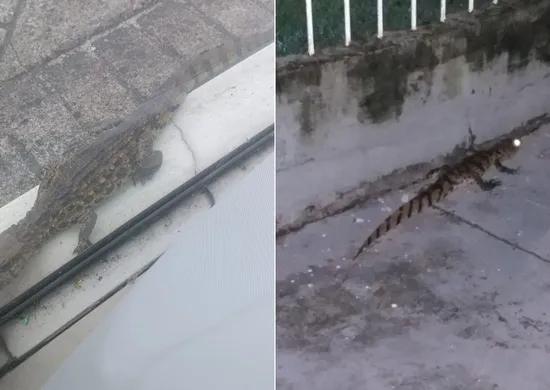 Imagem ilustrativa da imagem Em menos de 10 horas, dois jacarés são resgatados na Grande Vitória