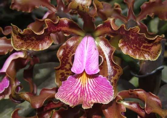 Imagem ilustrativa da imagem Espécies de flores encontradas no Espírito Santo são vendidas por até R$ 20 mil