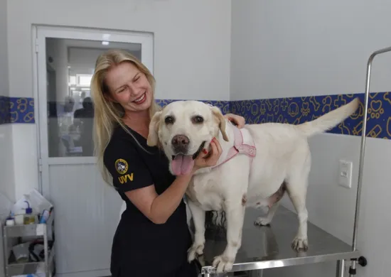 Imagem ilustrativa da imagem Faculdades abrem vagas para atendimento a pets