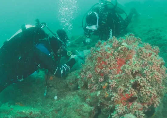 Imagem ilustrativa da imagem Força-tarefa para conter coral invasor em Guarapari