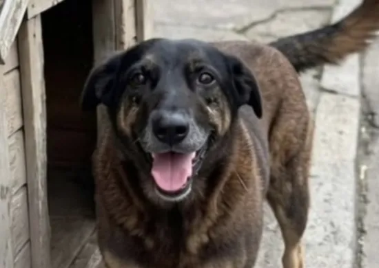 Imagem ilustrativa da imagem Justiça autoriza e corpo de cão Orelha é exumado