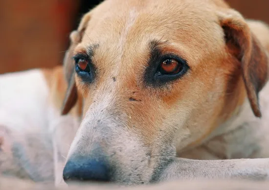 Imagem ilustrativa da imagem Mais de 600 são investigados por maltratar animais no Espírito Santo