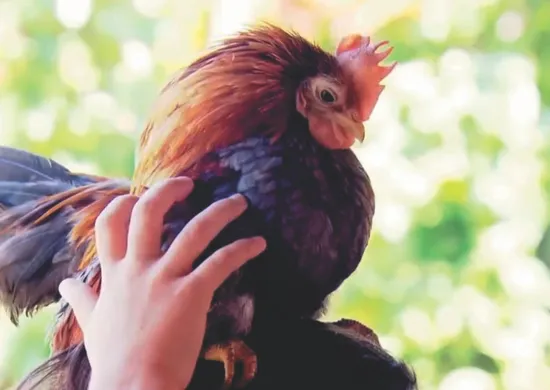 Imagem ilustrativa da imagem Mais de R$ 2 mil por ovo de galinha-anã de Marechal Floriano