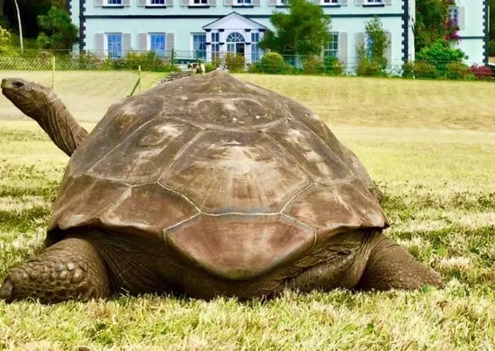 Imagem ilustrativa da imagem Morre aos 193 anos Jonathan, o animal terrestre mais velho do mundo