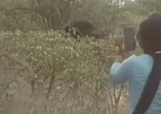 Imagem ilustrativa da imagem Mulher morre após puxar rabo de elefante para tirar foto na Namíbia