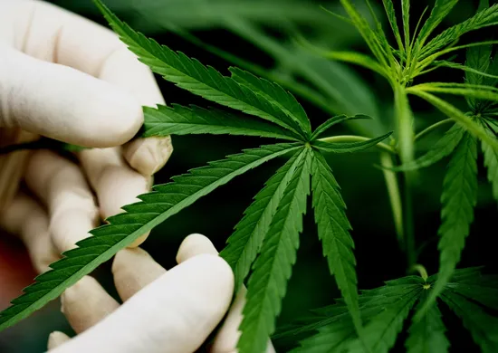 Imagem ilustrativa da imagem Novas regras da Anvisa sobre cannabis medicinal passam a valer em agosto