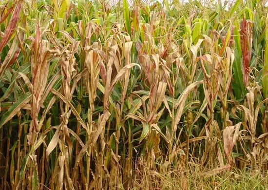 Imagem ilustrativa da imagem Praga do milho provoca prejuízo de R$ 33,6 bilhões por ano