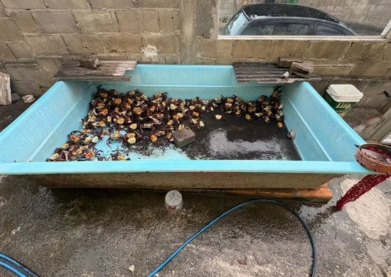 Imagem ilustrativa da imagem Preso por tentativa de homicídio é flagrado cometendo crime ambiental em Anchieta