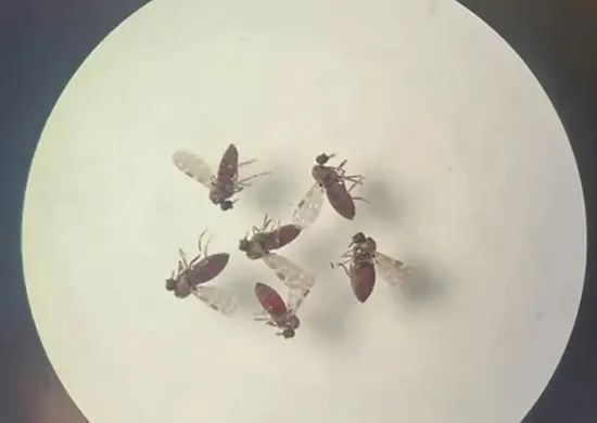 Imagem ilustrativa da imagem Subnotificados, casos de Oropouche atingem 2% da população brasileira