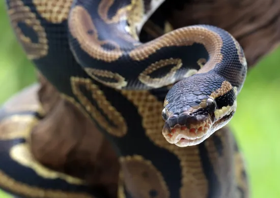 Imagem ilustrativa da imagem Substância encontrada em cobra pode reduzir o apetite