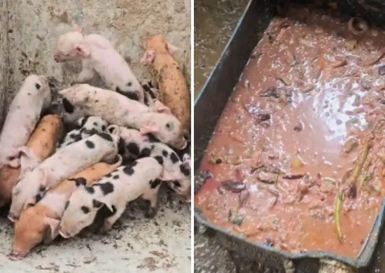 Imagem ilustrativa da imagem Suínos são resgatados em situação de maus-tratos em garagem de casa em Vila Velha