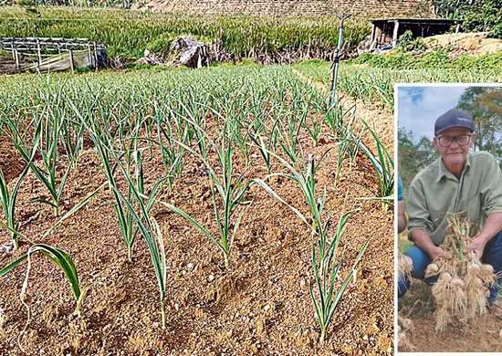 Imagem ilustrativa da imagem Tecnologias aumentam a produção de alho no Espírito Santo