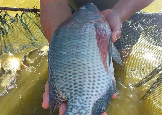 Imagem ilustrativa da imagem Tilápia produzida no ES ganha espaço nas receitas de Páscoa por menor preço