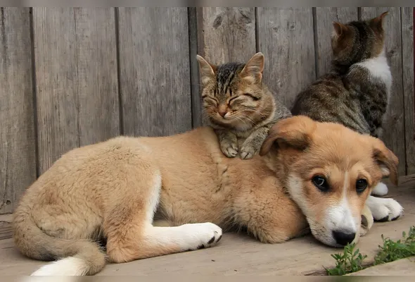 O programa de castração tem validade de 5 anos