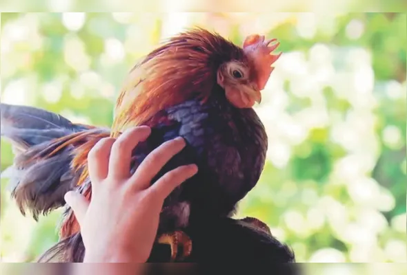 Imagem ilustrativa da imagem Mais de R$ 2 mil por ovo de galinha-anã de Marechal Floriano