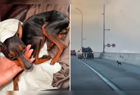 Imagem ilustrativa da imagem VÍDEO | Pinscher atravessa a Terceira Ponte e é procurado por família em Vitória
