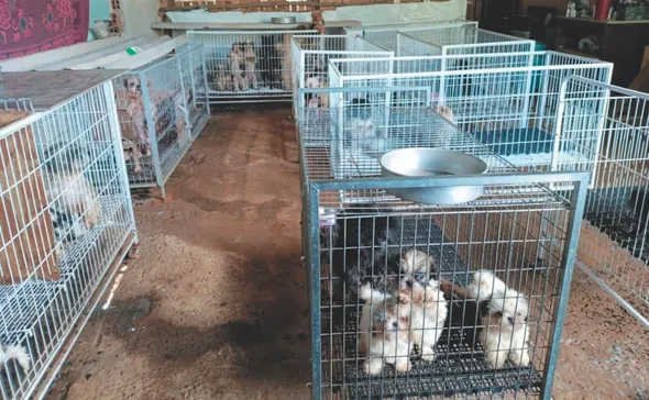 Imagem ilustrativa da imagem Vinte presos e 100 indiciados por maus-tratos a animais no Espírito Santo