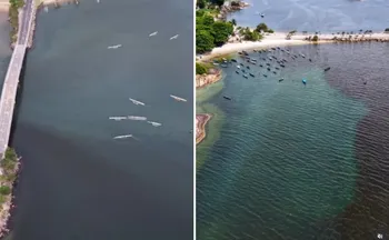 Imagem ilustrativa da imagem Monitoramento conclui que mancha na praia da Guarderia não tem causa única; entenda