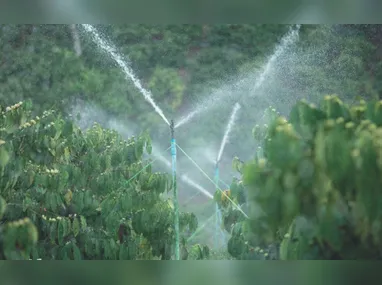 Plantação de lúpulo: hoje, o material é quase todo importado pela indústria cervejeira brasileira
