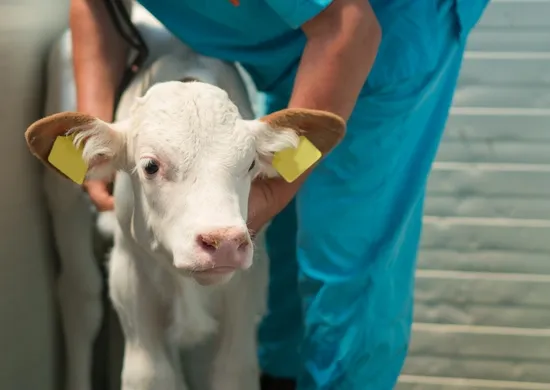 Imagem ilustrativa da imagem Brasil bane antibióticos para engorda animal que podem gerar resistência bacteriana