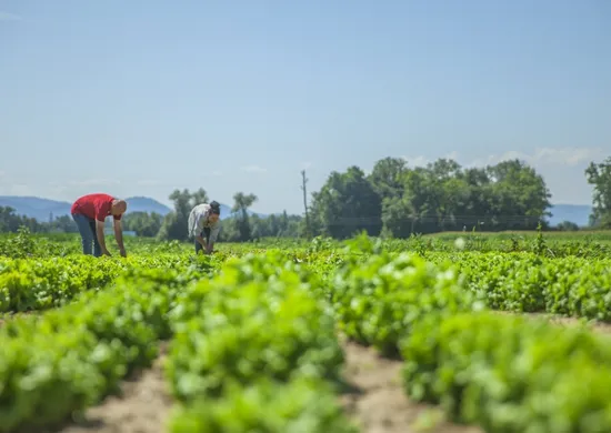 Imagem ilustrativa da imagem Mercado de carbono tem potencial e pode ampliar a renda de produtores rurais