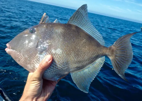 Imagem ilustrativa da imagem Portaria do governo federal inclui peroá e badejo em lista de risco no ES. Entenda