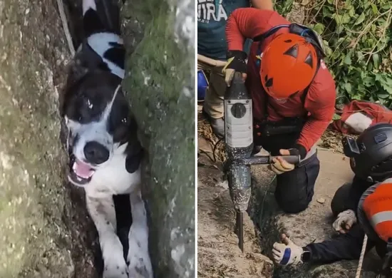 Imagem ilustrativa da imagem VÍDEO | Cadela é resgatada pelos Bombeiros após cair em fenda de rocha no ES