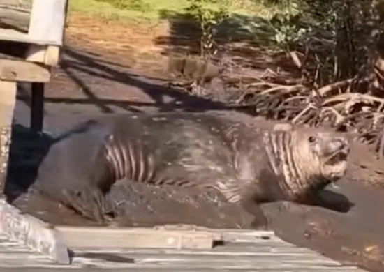 Imagem ilustrativa da imagem VÍDEO | Elefante-marinho é flagrado às margens de rio em Aracruz