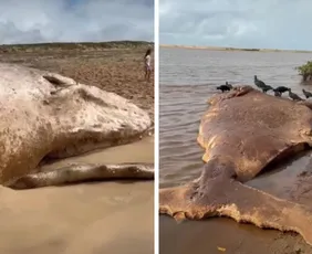 Imagem ilustrativa da imagem Baleias são encontradas mortas no litoral norte do Espírito Santo