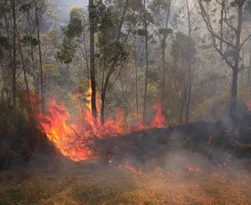 Imagem ilustrativa da imagem El Niño pode trazer ondas de calor, incêndios e chuvas irregulares, alerta governo