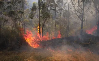 Imagem ilustrativa da imagem El Niño pode trazer ondas de calor, incêndios e chuvas irregulares, alerta governo