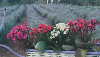 Roteiros de campos de flores nas montanhas do ES
